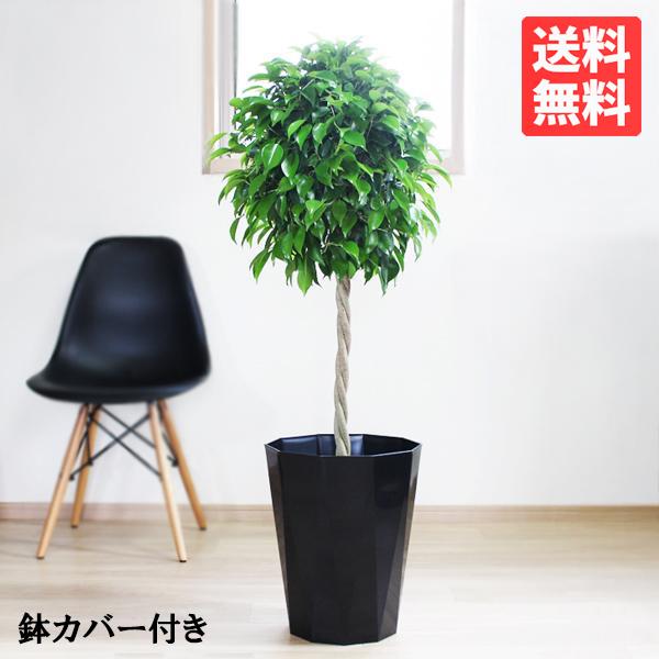 ベンジャミン ８号鉢 スタイリッシュな黒色鉢カバー付 観葉植物 送料無料 ゴムの木 フィカス ベンジャミナ Benja8pb 観葉植物のパーフェクトグリーン 通販 Yahoo ショッピング