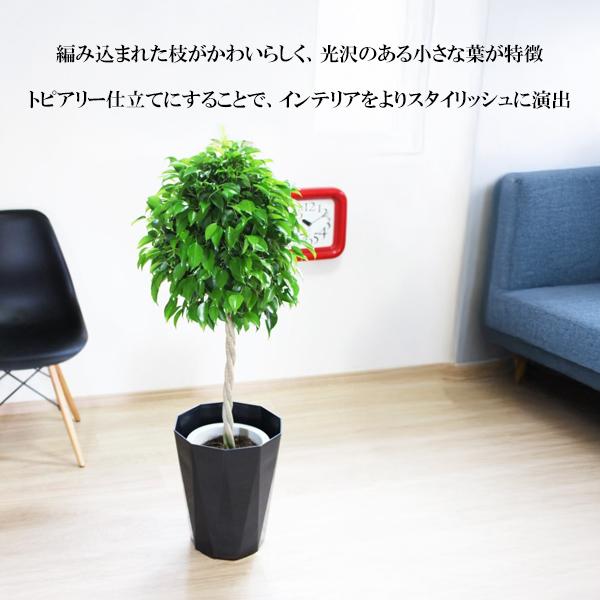 ベンジャミン 8号鉢 スタイリッシュな黒色鉢カバー付 観葉植物 送料
