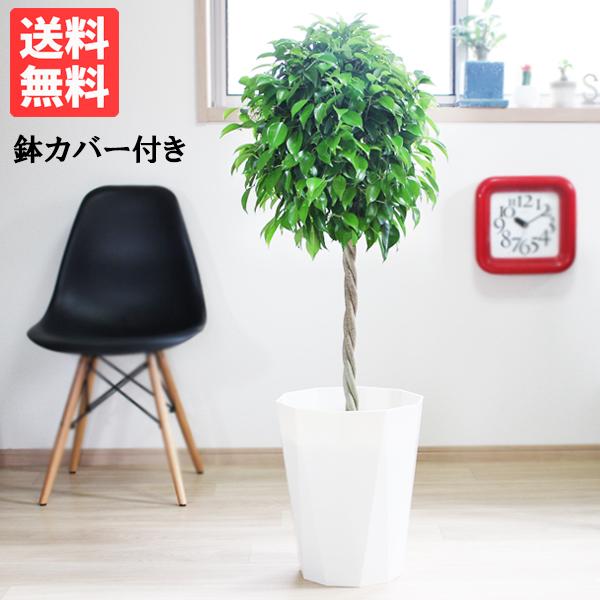 ベンジャミン ８号鉢 スタイリッシュな白色鉢カバー付 観葉植物 送料無料 ゴムの木 フィカス ベンジャミナ Benja8wh 観葉植物のパーフェクトグリーン 通販 Yahoo ショッピング