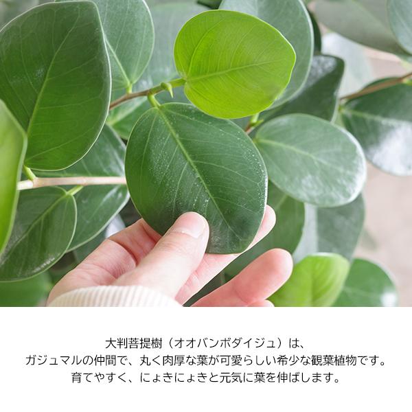菩提樹 ボダイジュ 大判菩提樹 ファイバー鉢植え ブラック オオバン