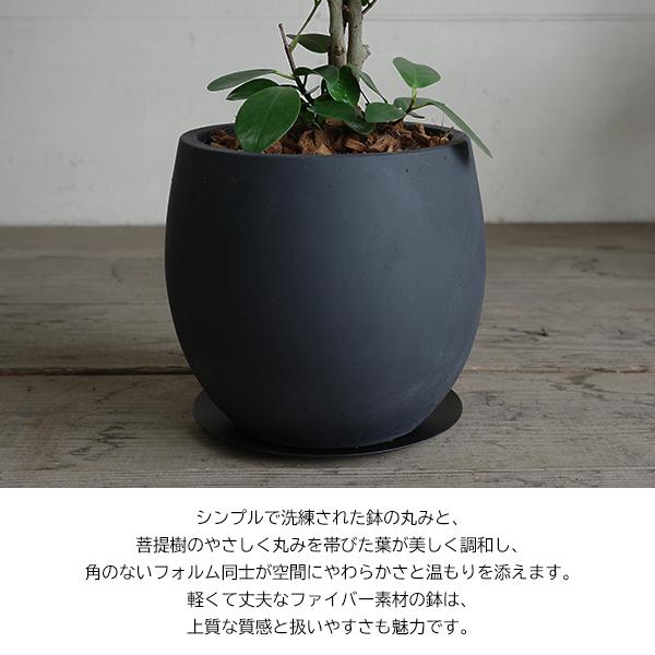 菩提樹 ボダイジュ 大判菩提樹 ファイバー鉢植え ブラック オオバン