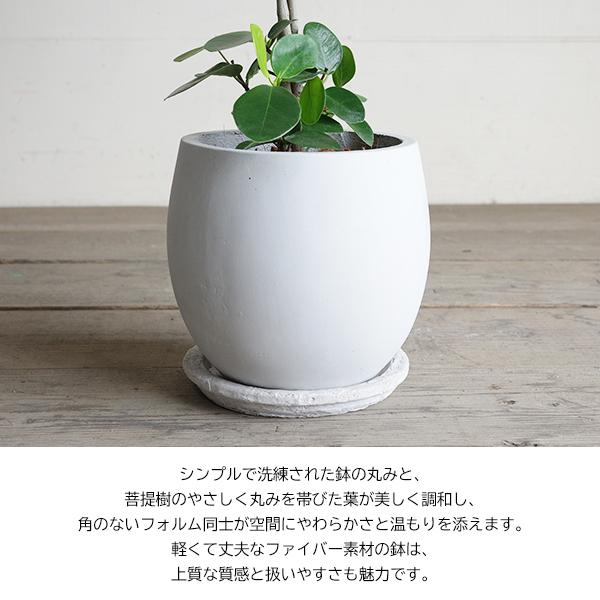 菩提樹 ボダイジュ 大判菩提樹 ファイバー鉢植え ホワイト オオバン