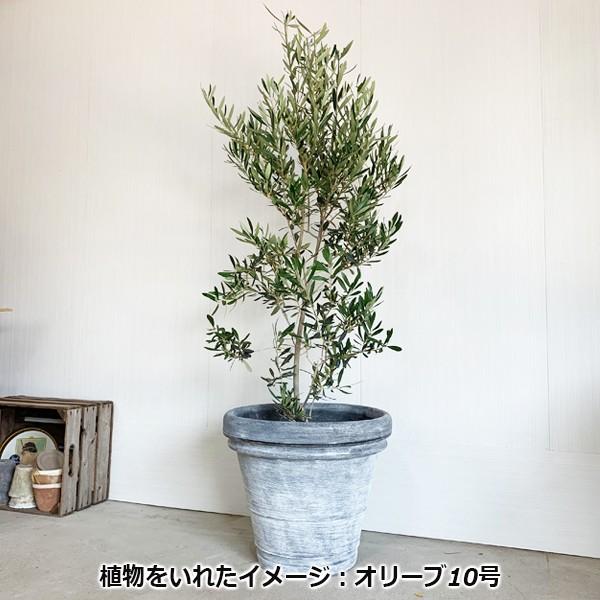 グレーテラコッタ風 鉢カバー イタリア製 10号 10号鉢がすっぽり 樹脂製鉢 軽量 送料無料 大鉢用 １０号鉢用 植木鉢 プランター 観葉植物 即日出荷 Borudeglay 観葉植物のパーフェクトグリーン 通販 Yahoo ショッピング