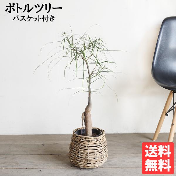 ボトルツリー ブラキキトン 自然素材バスケット付き 観葉植物 送料無料 中型 ルペストリス 即日出荷 | 