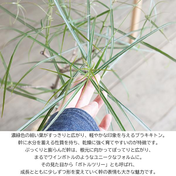 ボトルツリー ブラキキトン 自然素材バスケット付き 観葉植物 送料無料 中型 ルペストリス 即日出荷 |  | 01