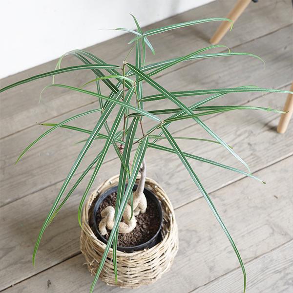 ボトルツリー ブラキキトン 自然素材バスケット付き 観葉植物 送料無料 中型 ルペストリス 即日出荷 |  | 03