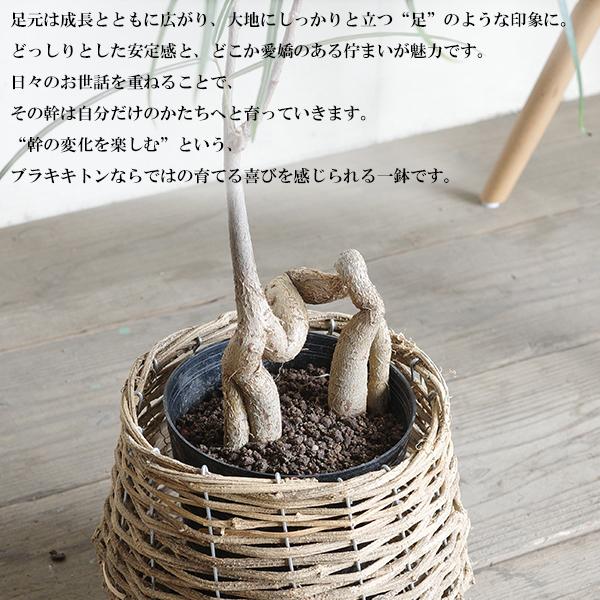 ボトルツリー ブラキキトン 自然素材バスケット付き 観葉植物 送料無料 中型 ルペストリス 即日出荷 |  | 04