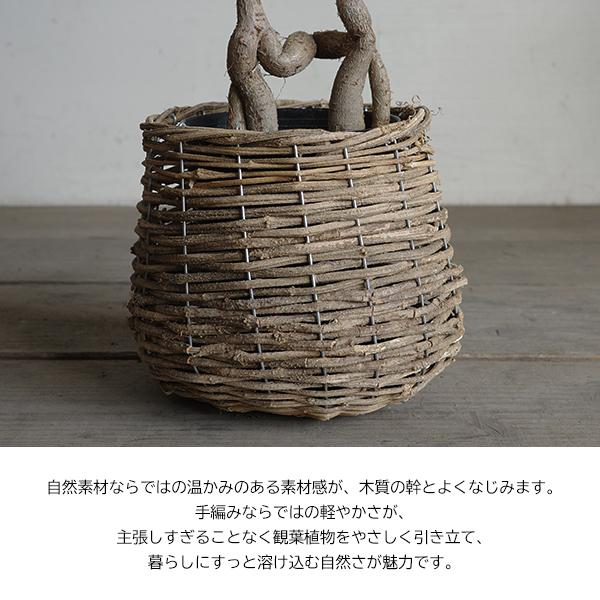 ボトルツリー ブラキキトン 自然素材バスケット付き 観葉植物 送料無料 中型 ルペストリス 即日出荷 |  | 06