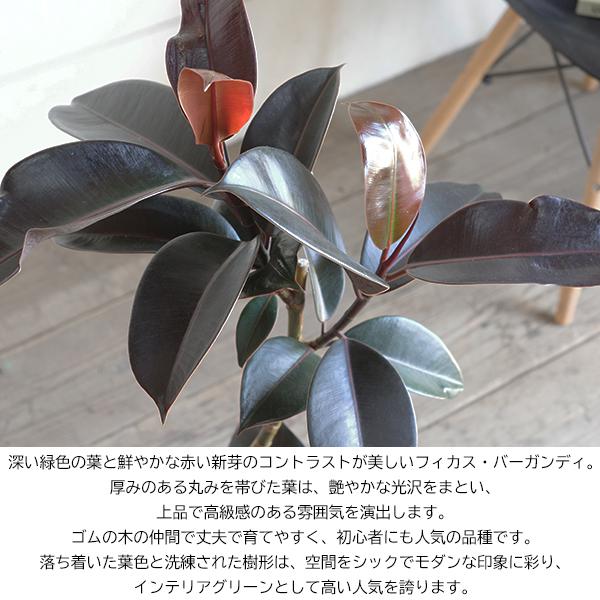 フィカス バーガンディ 観葉植物 ボタニープランター植え グレー 6号