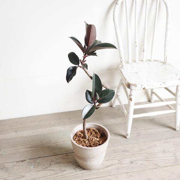 フィカス バーガンディ 観葉植物 ボタニープランター植え 選べる鉢色