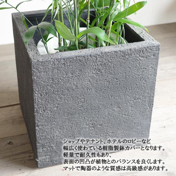 チャメドレア 観葉植物 10号 大型 キューブ型 高級鉢カバー付 ブラック
