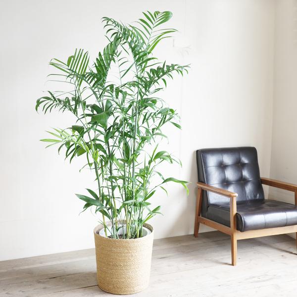 チャメドレア 観葉植物 10号 大型 やわらかいかご付き セフリジー ヤシ