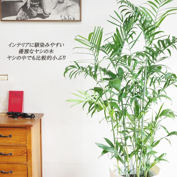 チャメドレア 観葉植物 10号 大型 やわらかいかご付き セフリジー ヤシ