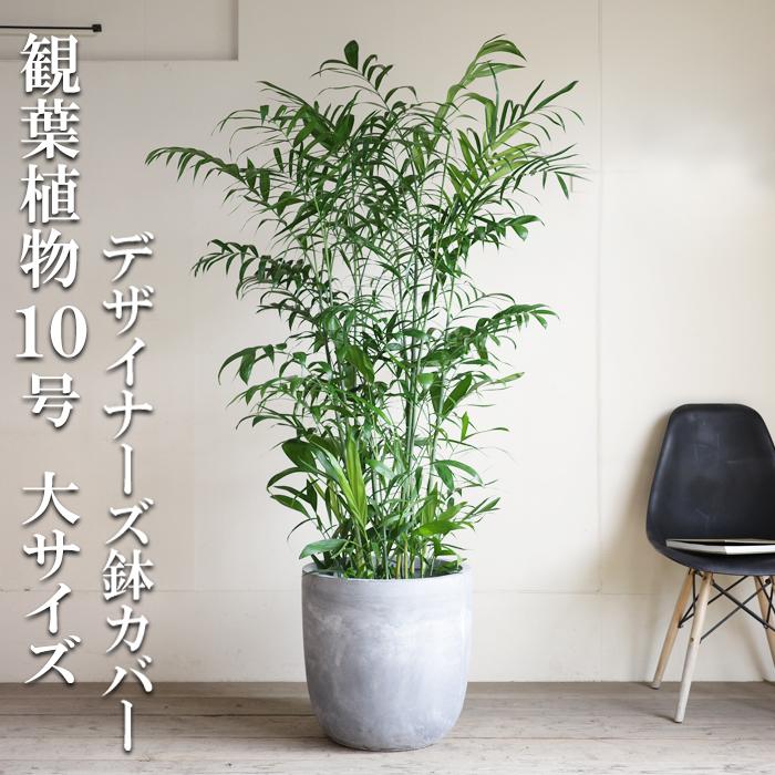 チャメドレア 観葉植物 10号 大型 ラウンド型 高級鉢カバー付 アッシュ