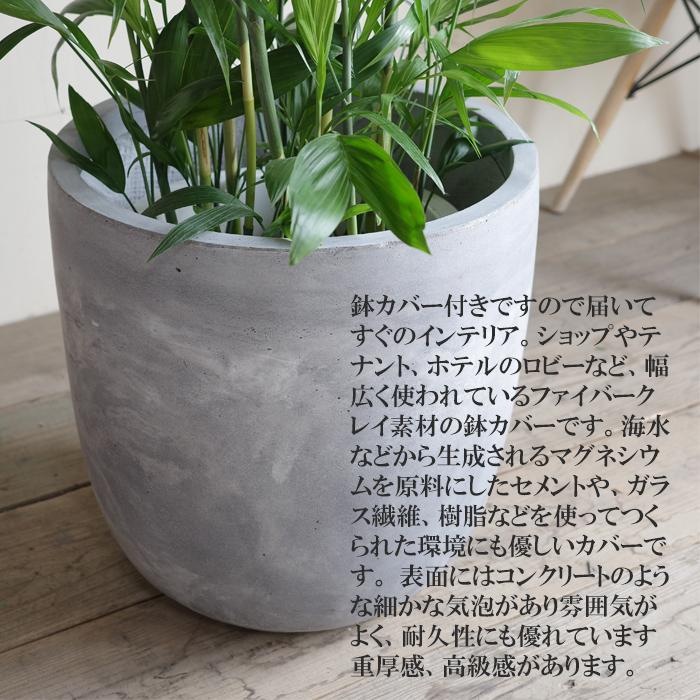 チャメドレア 観葉植物 10号 大型 ラウンド型 高級鉢カバー付 アッシュ