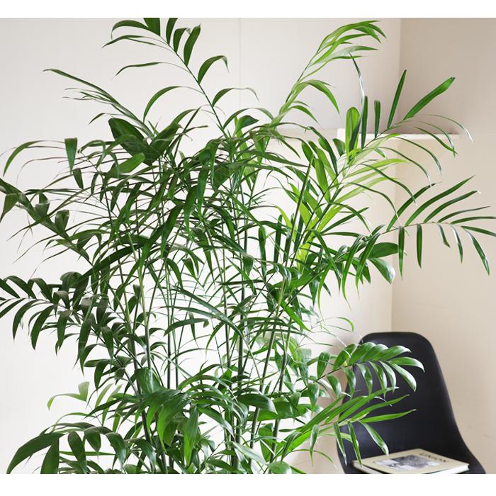 チャメドレア 観葉植物 10号 大型 キューブ型 高級鉢カバー付 アッシュ