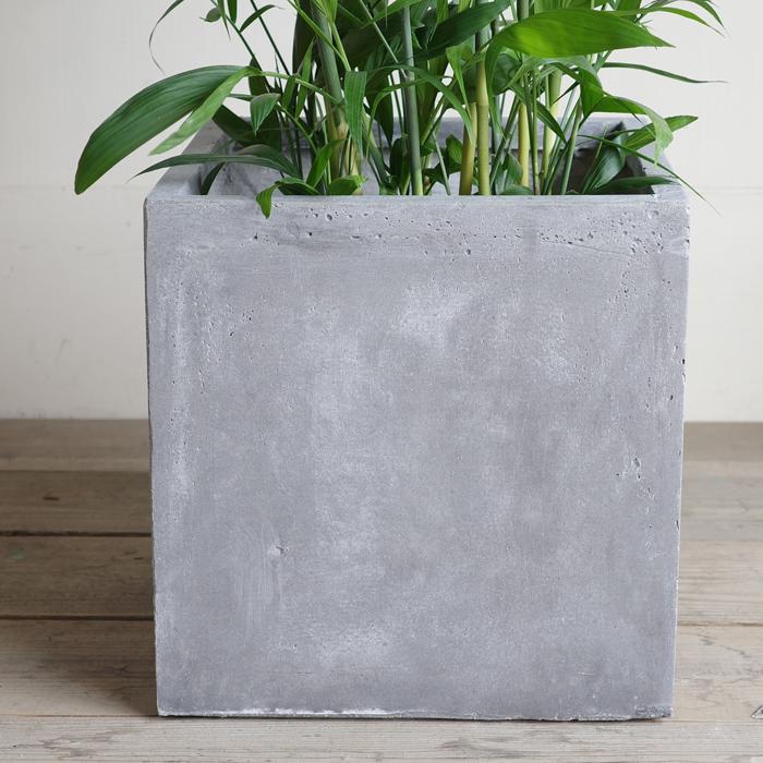 チャメドレア 観葉植物 10号 大型 キューブ型 高級鉢カバー付 アッシュ