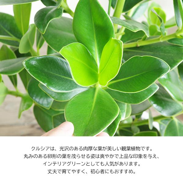 クルシア ロゼア プリンセス セラアート鉢植え 選べる鉢色 観葉植物