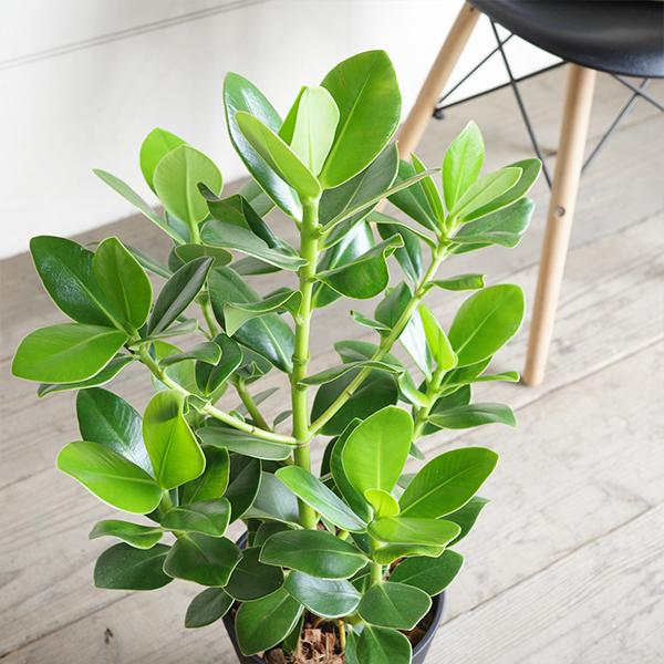 クルシア ロゼア プリンセス セラアート鉢植え 選べる鉢色 観葉植物