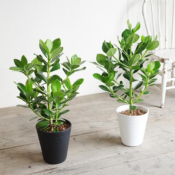 クルシア ロゼア プリンセス セラアート鉢植え 選べる鉢色 観葉植物