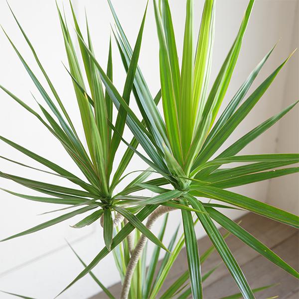 ドラセナ コンシンネ ホワイトセラアート鉢植え 自由樹形 観葉植物