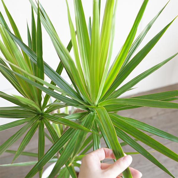 ドラセナ コンシンネ ホワイトセラアート鉢植え 自由樹形 観葉植物