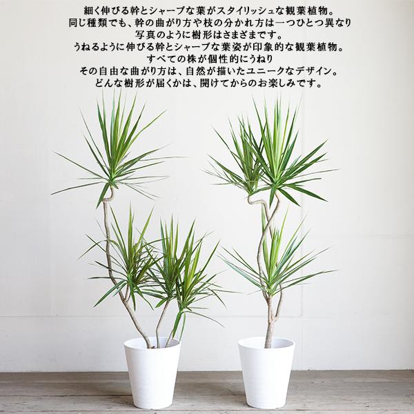 ドラセナ コンシンネ ホワイトセラアート鉢植え 自由樹形 観葉植物
