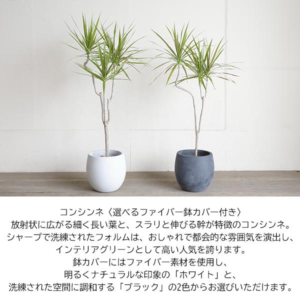 ドラセナ コンシンネ ファイバー鉢カバー付き 選べるカラー 自由樹形