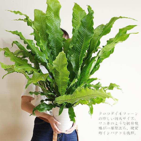 クロコダイルファーン＋ビカクシダ GREEN NEO - コレクション : Collection - クロコダイルファーン ネザーランド その他観葉植物