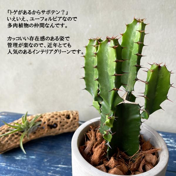 【C】サボテン　ユーフォルビア 大雲閣 ユーフォルビア アッシュグレー セメント鉢植え 観葉植物 卓上