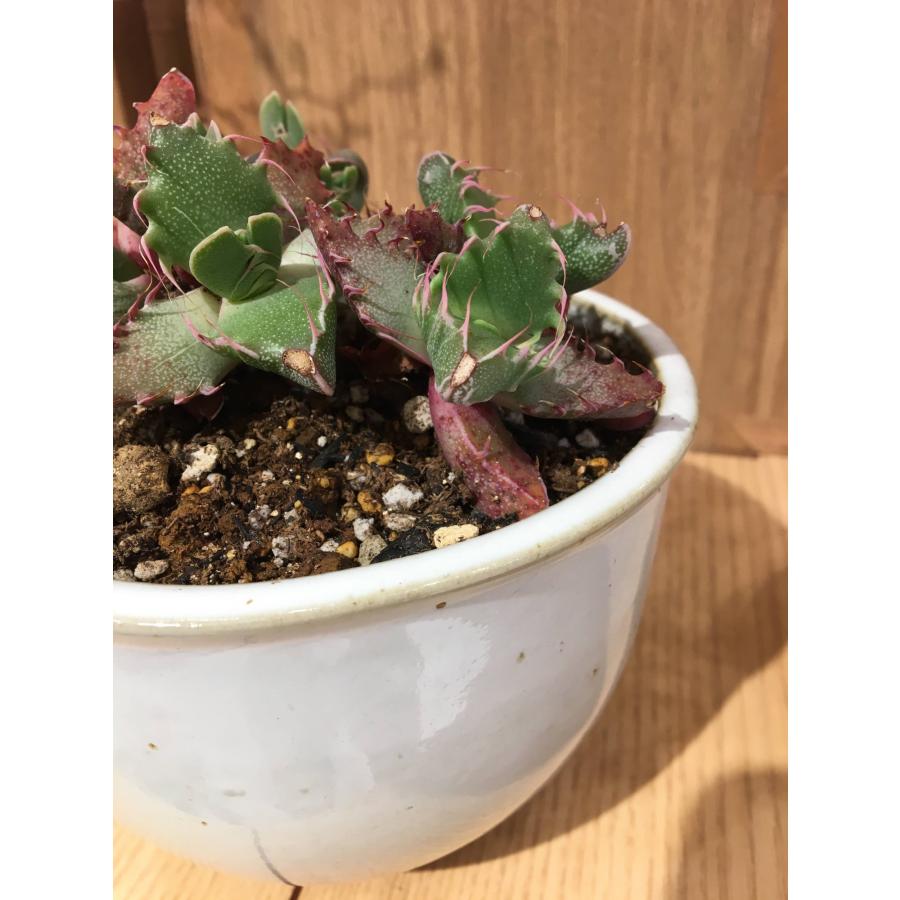 市野伝市鉢 サクラソウ型 3寸 MANOMADE 別注 白 3号 コウロ型 白色