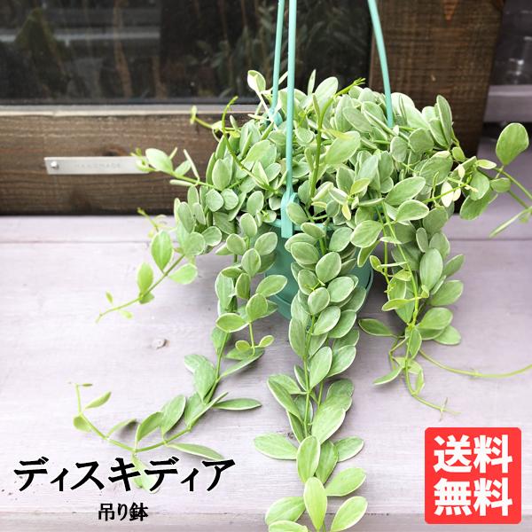 ディスキディア エメラルド 斑入り Dischidia 吊り鉢 ハンギング 吊り