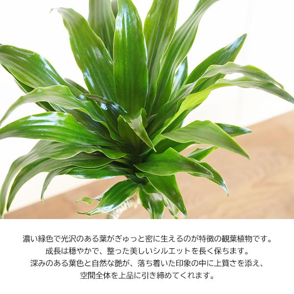 ドラセナ コンパクタ 陶器鉢植え 観葉植物 卓上 お祝い 段丸フォルム