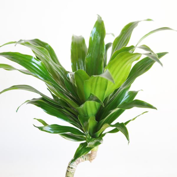 ドラセナ コンパクタ 陶器鉢植え 観葉植物 卓上 お祝い 段丸フォルム