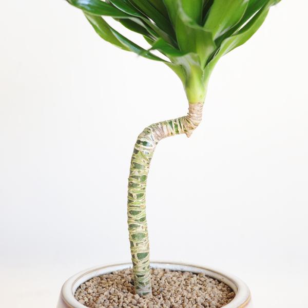 ドラセナ コンパクタ 陶器鉢植え 観葉植物 卓上 お祝い 段丸フォルム