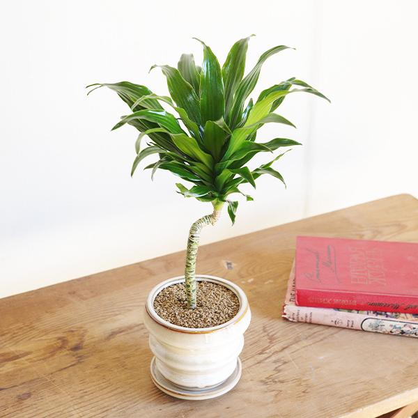 ドラセナ　コンパクタ　鉢皿付き ドラセナ コンパクタ 陶器鉢植え 観葉植物 卓上 お祝い 段丸フォルム