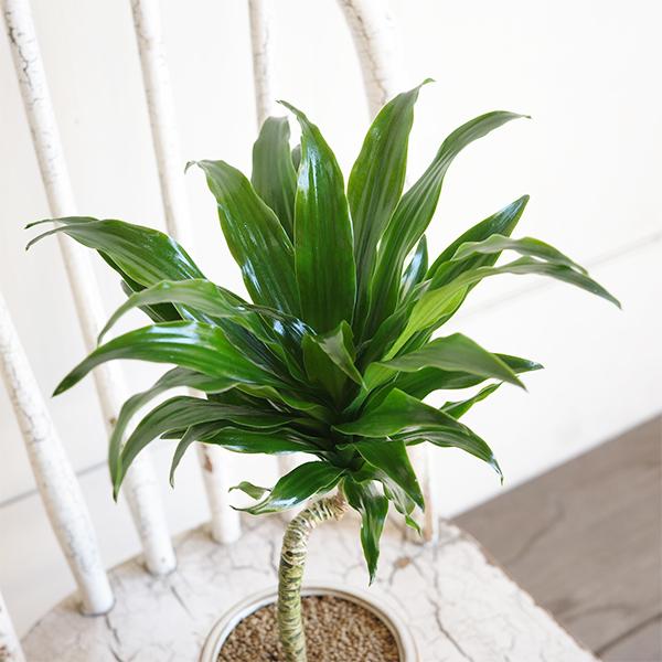 ドラセナ コンパクタ 陶器鉢植え 観葉植物 卓上 お祝い 段丸フォルム