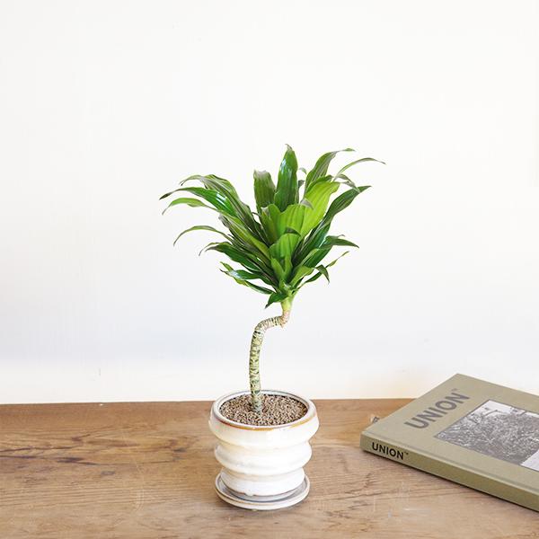 ドラセナ コンパクタ 陶器鉢植え 観葉植物 卓上 お祝い 段丸フォルム