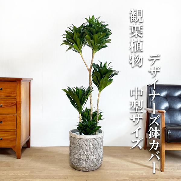 超人気の ドラセナ コンパクタ ファイバーセメント鉢カバー付 グレー 観葉植物 送料無料 中型 大型 おしゃれ 即日出荷 メーカー包装済 Www Maxipiso Com Ar