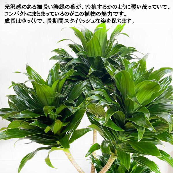 ドラセナ コンパクタ ファイバーセメント鉢カバー付 シルバーグレー