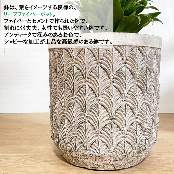 ドラセナ コンパクタ ファイバーセメント鉢カバー付 シルバーグレー