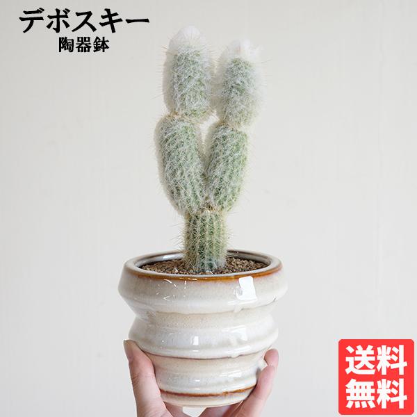 エスポストプシス・デボスキー ふわふわサボテン 陶器鉢植え 観葉植物