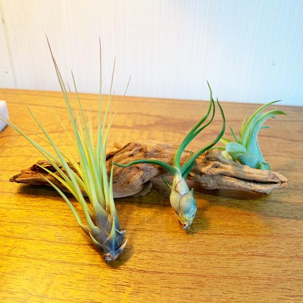 エア プランツ 硬質系流木 1セット エアプランツ チランジア マングローブ 送料無料 Airplants Earyuboku 観葉植物のパーフェクトグリーン 通販 Yahoo ショッピング