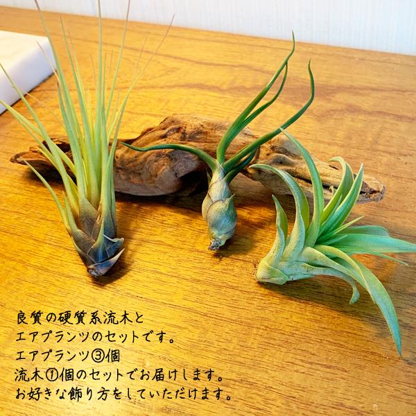 エア プランツ 硬質系流木 1セット エアプランツ チランジア マングローブ 送料無料 Airplants Earyuboku 観葉植物のパーフェクトグリーン 通販 Yahoo ショッピング