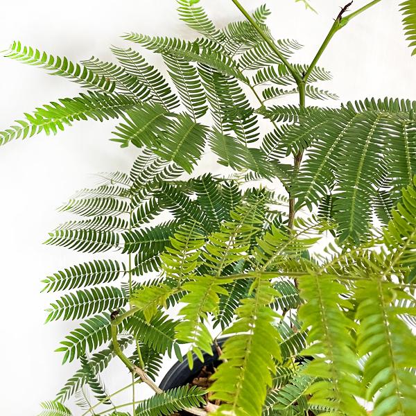 エバーフレッシュ ブラックセラアート鉢植え 6号 観葉植物 送料無料