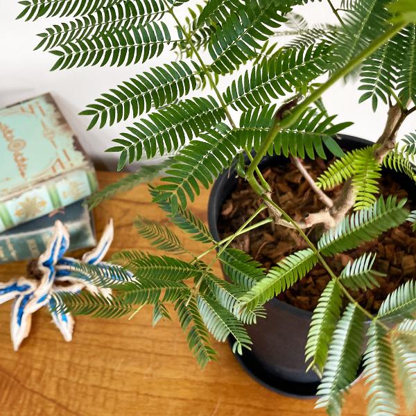 エバーフレッシュ（ネムノキ） 黒色 セラアート鉢 鉢植え 観葉植物 エバーフレッシュ ブラックセラアート鉢植え 6号 観葉植物 送料無料