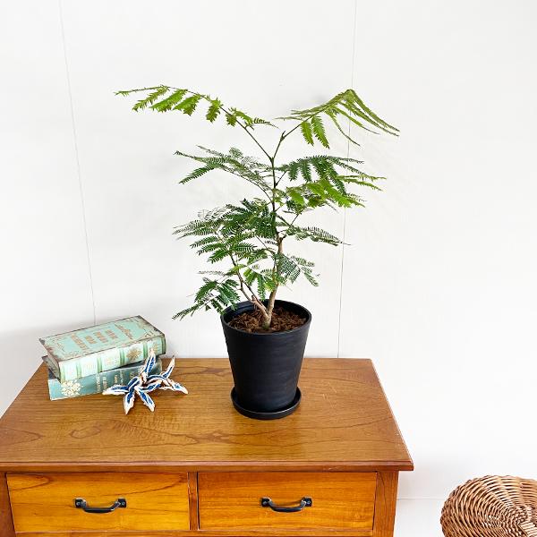 エバーフレッシュ ブラックセラアート鉢植え 6号 観葉植物 送料無料