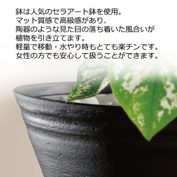 エバーフレッシュ（ネムノキ） 黒色 セラアート鉢 鉢植え 観葉植物 Amazon｜エバーフレッシュ 観葉植物 ブラックセラアート鉢植え