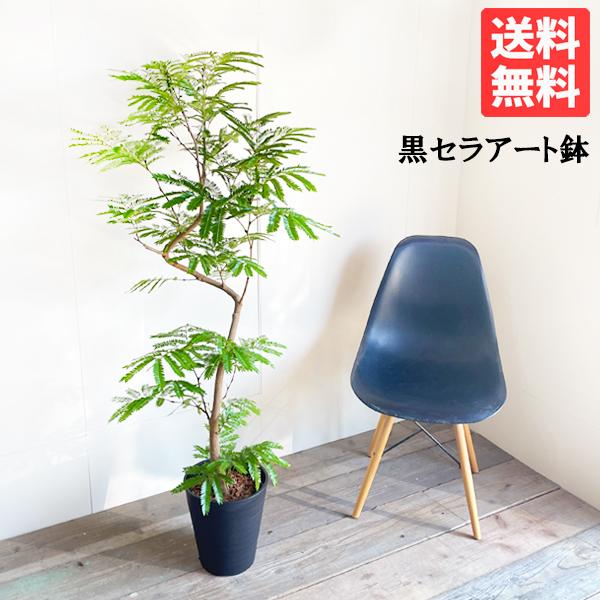 エバーフレッシュ ブラックセラアート鉢植え 観葉植物 送料無料 大型 ネムノキ ねむの木 即日出荷 | 