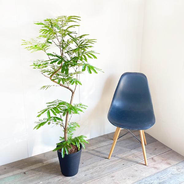 エバーフレッシュ ブラックセラアート鉢植え 観葉植物 送料無料 大型 ネムノキ ねむの木 即日出荷 |  | 01